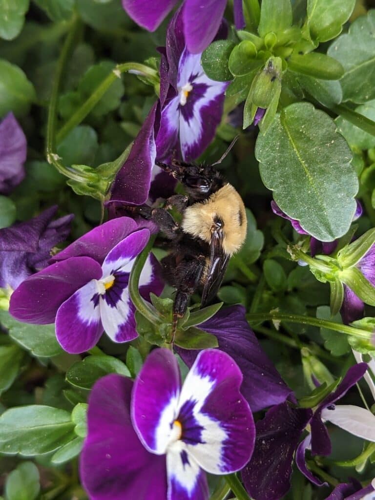 bee pollinating purple flower