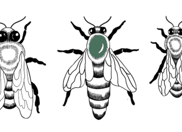 black and white illustration of different types of bees and their roles