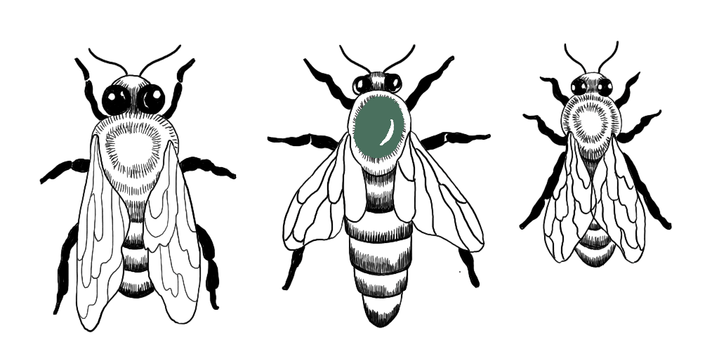black and white illustration of different types of bees and their roles