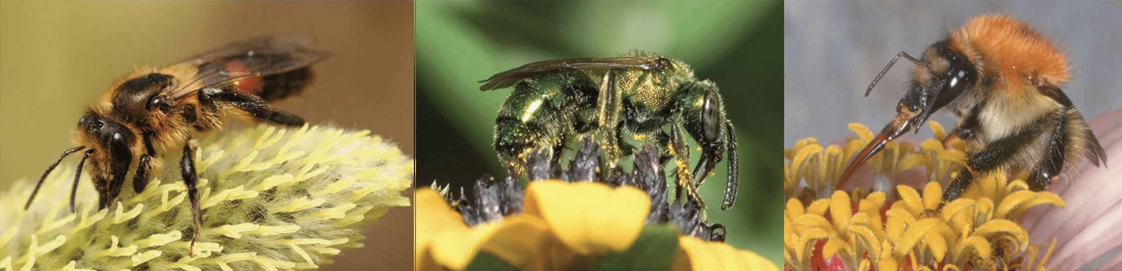 different types of bees on flowers