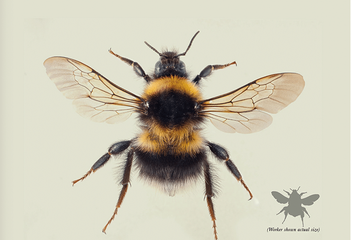 Garden Bumble Bee
