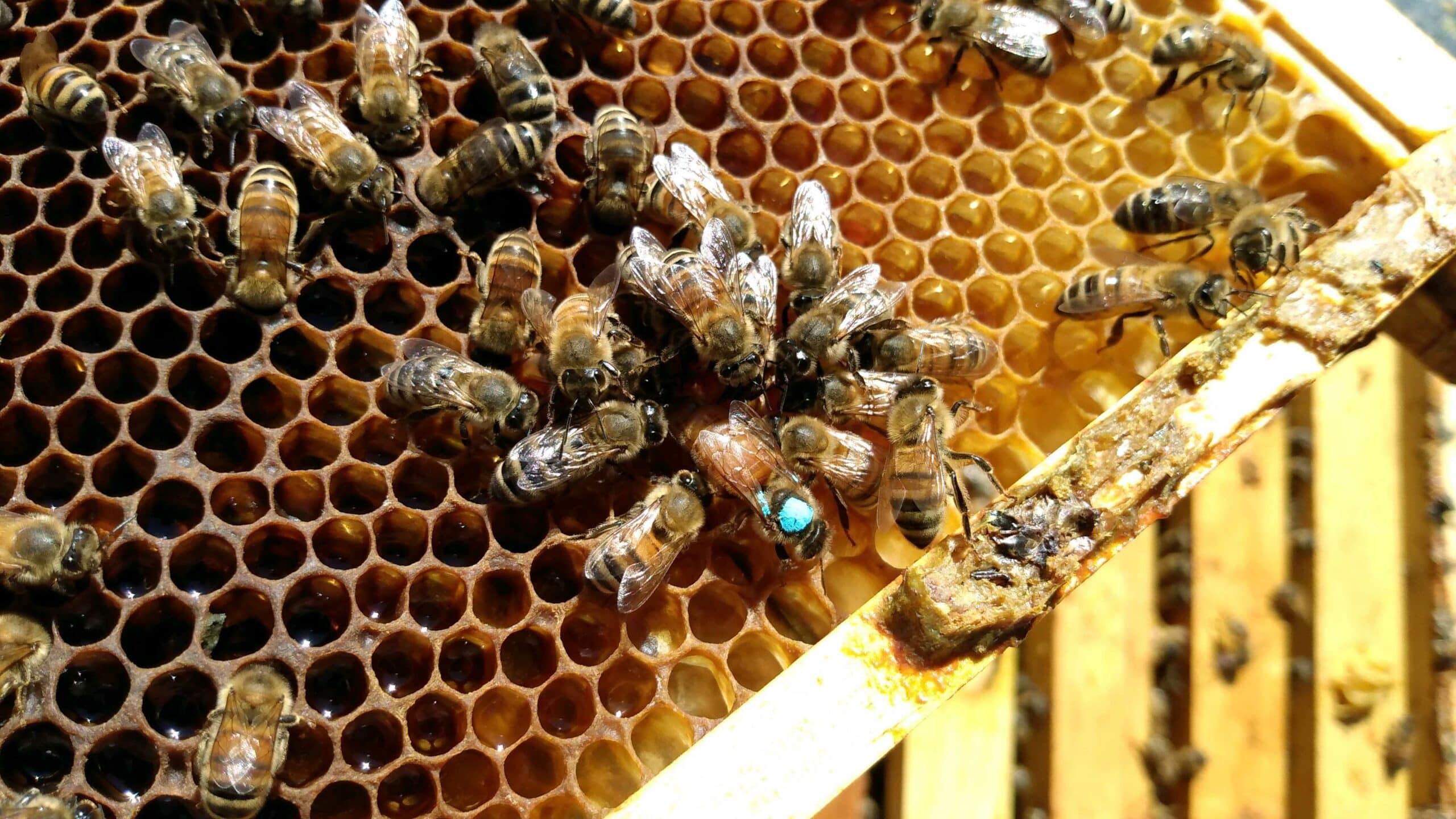 Picture of different types of bees and their roles in a beehive highlighting the queen bee