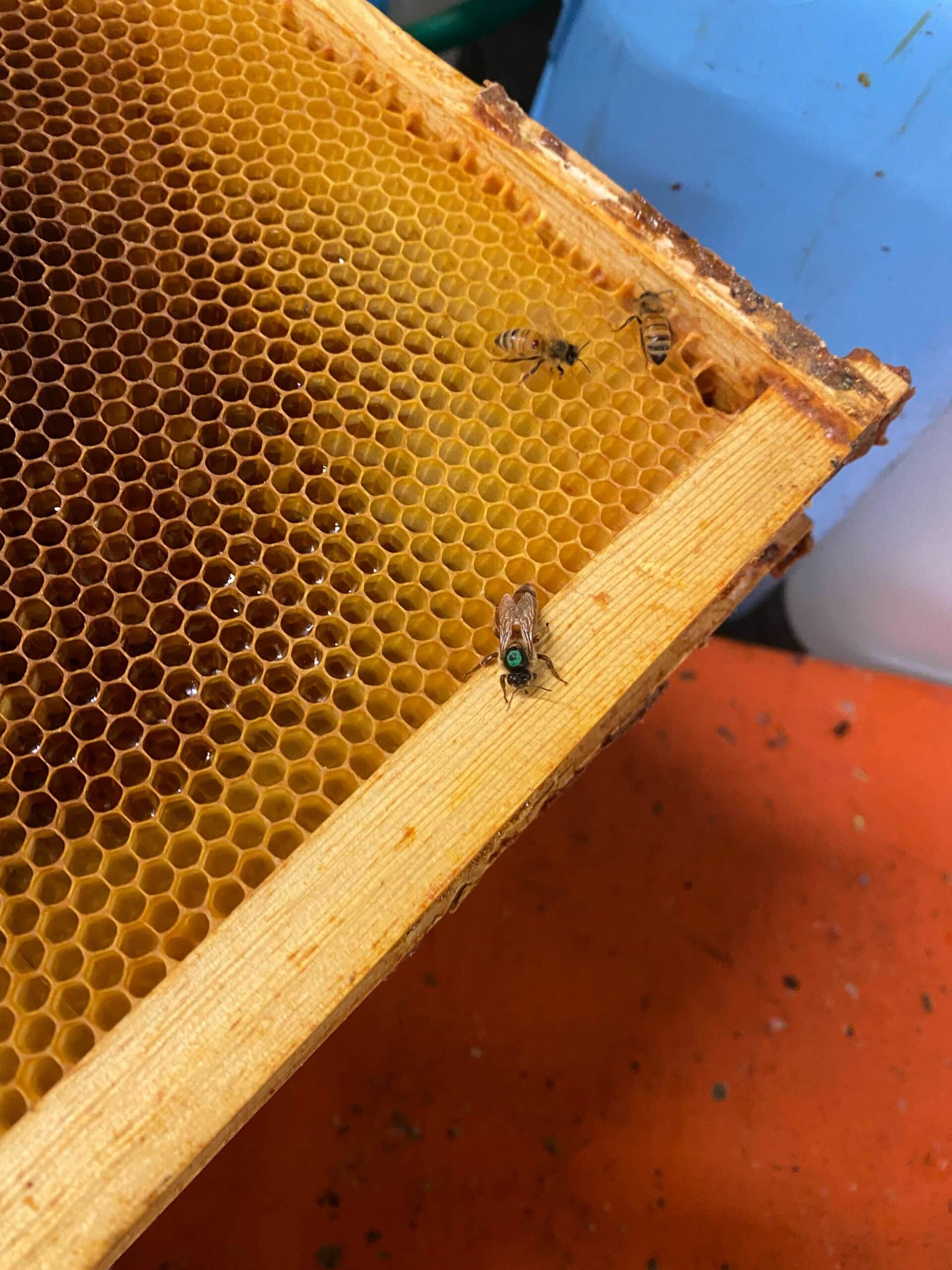 What Does The Queen Bee Do in a Colony – Manukora