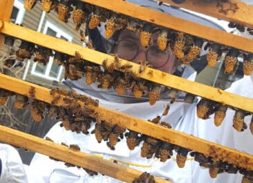 Beekeeper peering through a frame full of developing queen bees