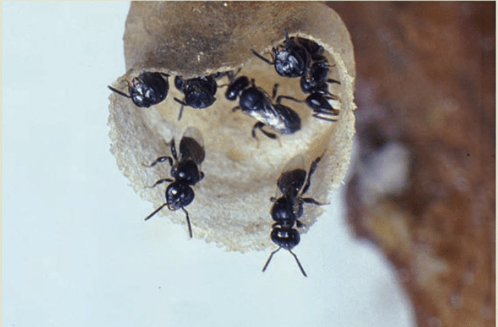 Stingless bees in comb