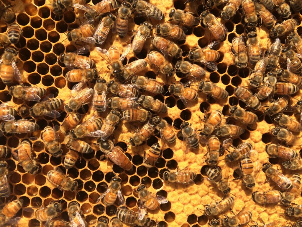Worker bees cover the surface of golden honeycomb, hard at work at their roles in a beehive. 