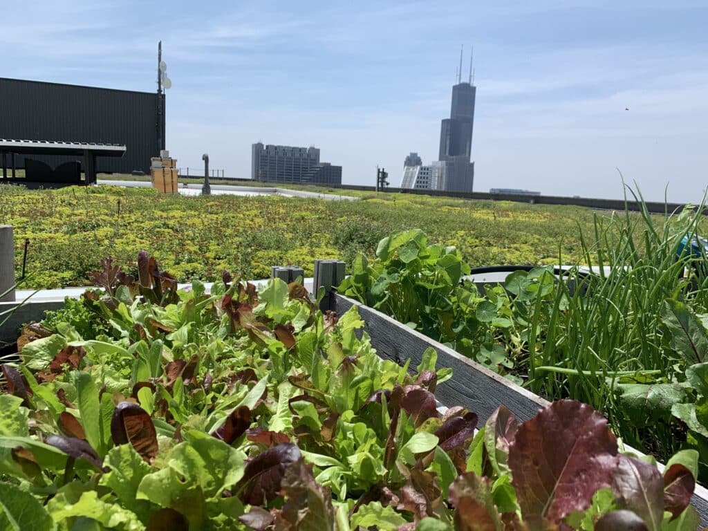 lettuce blooming in a garden bed rooftop, polliinator habitats to save the bees