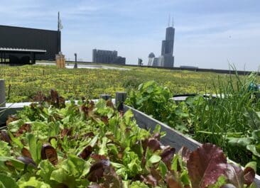 lettuce blooming in a garden bed rooftop