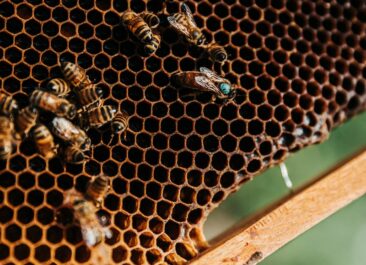 queen bee, marked by a blue dot on her head, demonstrating her roles in a beehive alongside her worker bees