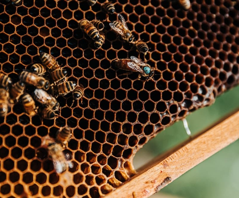 queen bee, marked by a blue dot on her head, demonstrating her roles in a beehive alongside her worker bees