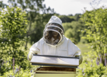 Beekeeper lifts the top off of a beehive, having overcome their bee fear