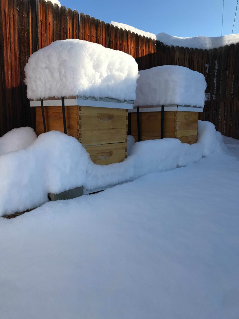 Snowy backyard apiary in Denver