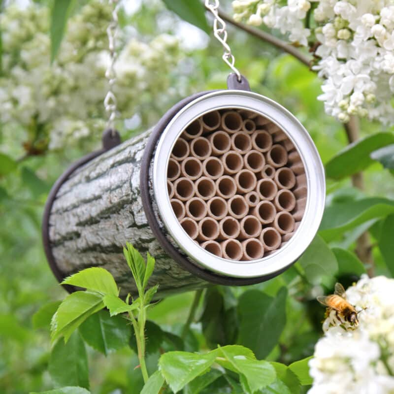 Everything You Need To Know About Mason Bees Types Species And 10 