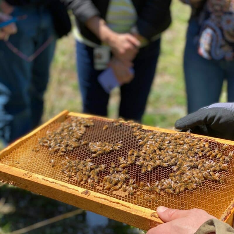 honeycomb being shown off to corporate clients during a hive tour