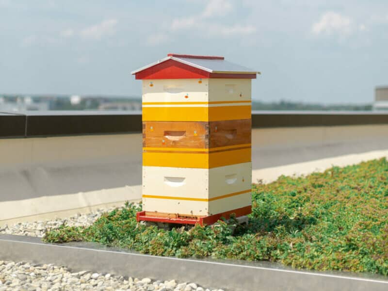 Custom painted beehives on the rooftop of a commercial real estate building, yellow and red