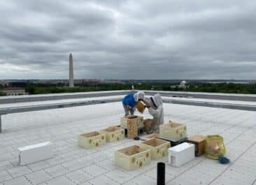 Beekeepers install beehives on the rooftop of the federal reserve board in Washington DC