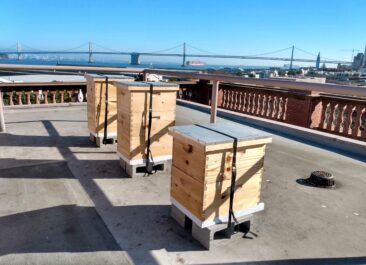 Three hives on the rooftop of a building showing successful urban beekeeping in San Francisco