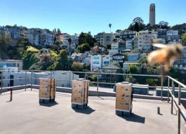 Three beehives on the roof of a Jamestown real estate property in San Francisco
