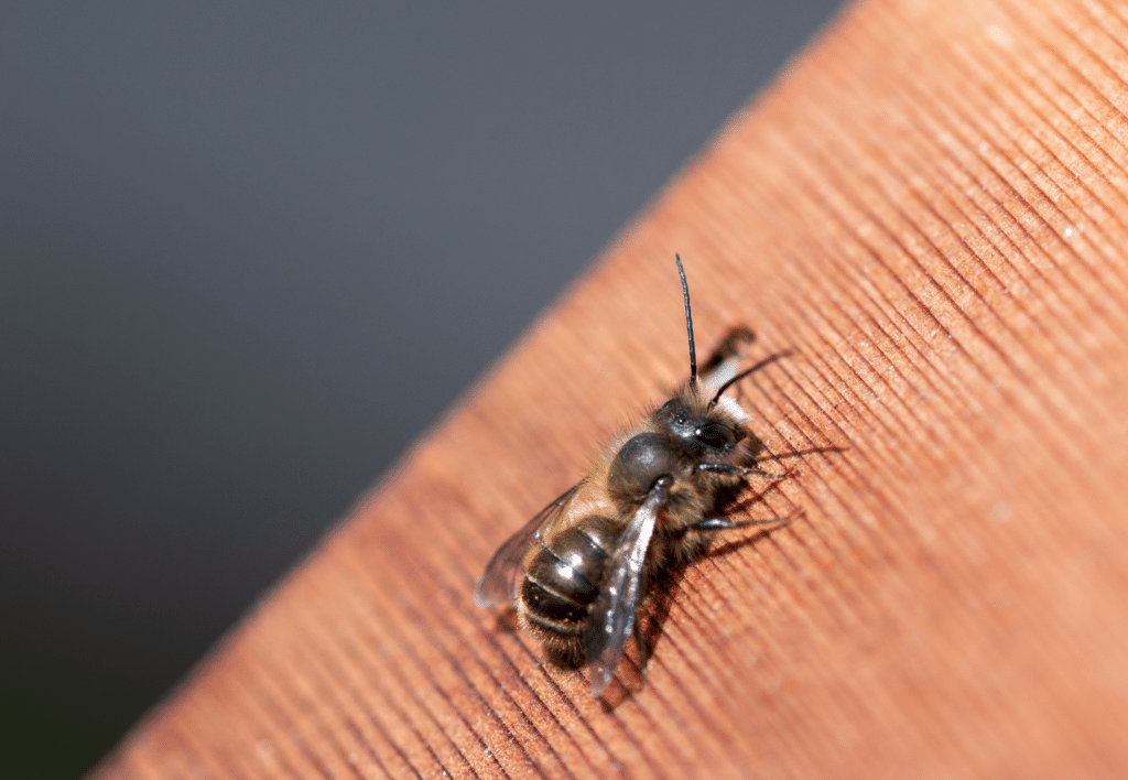Close up shot of a mason bee on a piece of wood