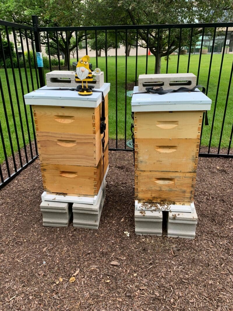 two beehives side by side in a designated mulched area on a green lawn