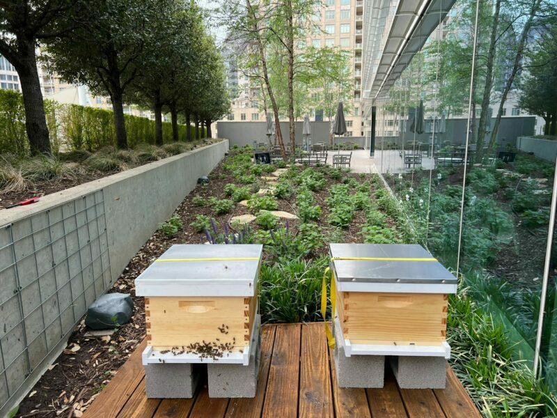 Two hives in a green garden at Crescent commercial real estate property in Dallas