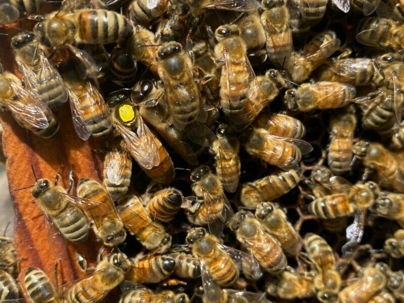 Close-up of lots of worker bees and their queen bee, marked by a yellow dot on her head
