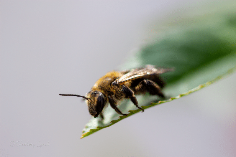 Close up of a mason bee on a leaf