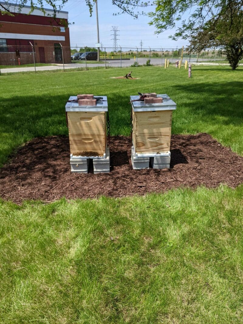 two beehives sit on the green lawn at a federal property building