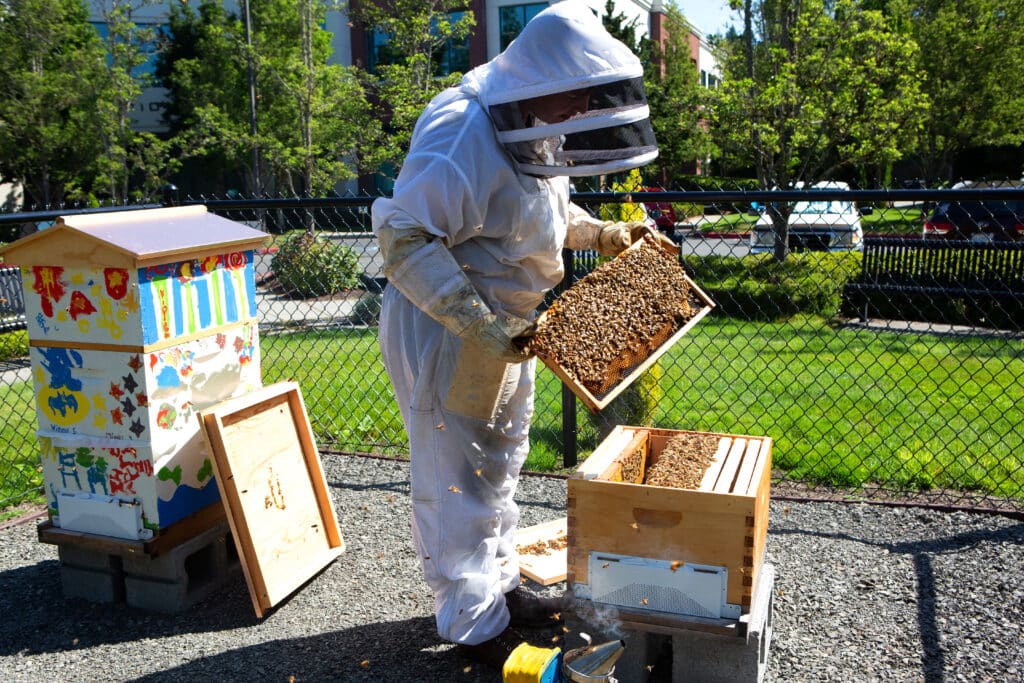 Beekeeper holds a frame full of bees from a community painted hive