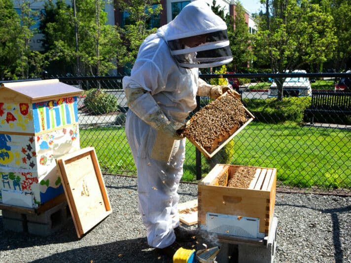 Beekeeper holds a frame full of bees from a community painted hive