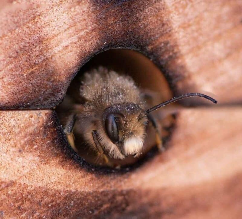 Close up of a mason bee poking its head out of a mason bee nest