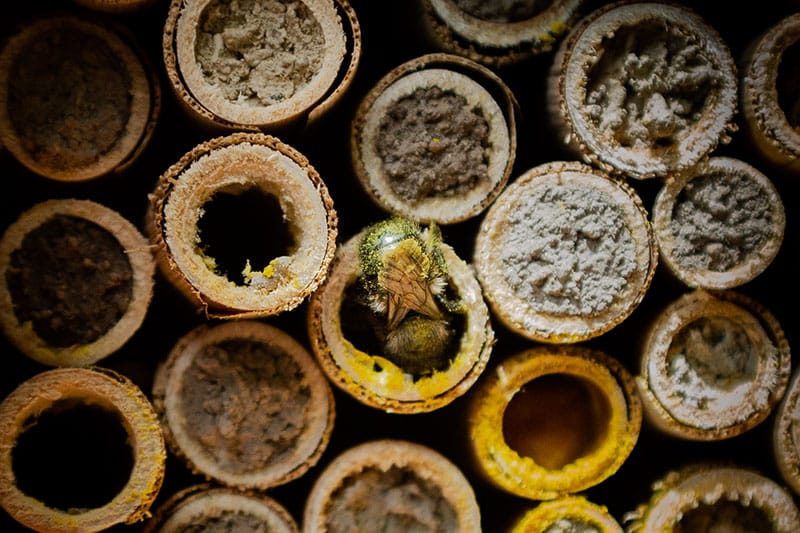 mason bee nest a mason bee crawling into its mason bee house
