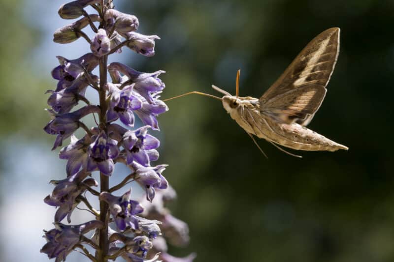 A moth hovers next to a purple flower, drinking its nectar and pollinating the garden