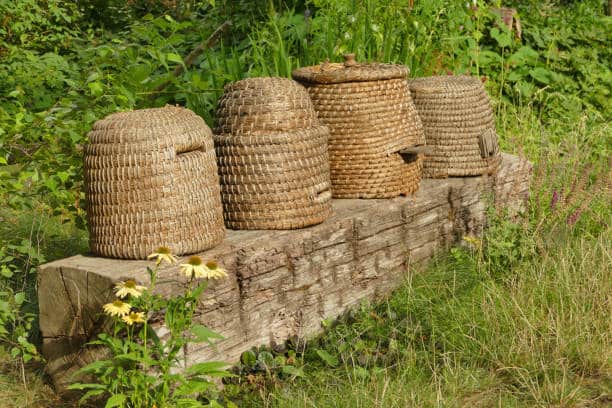 Skep beehives, one examples of the different types of beehives