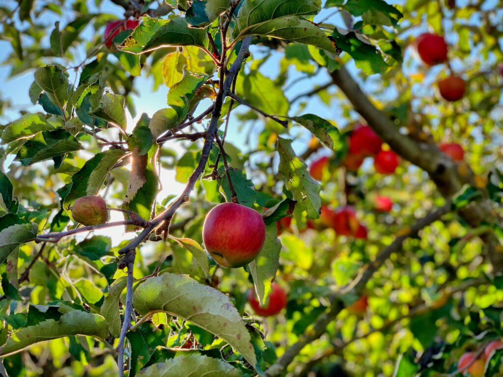 shot from within the branches of an apple tree, viewing red apples hanging from branches that need pollinators like mason bees to thrive.