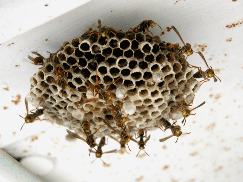paper wasp nest on white wood ceiling