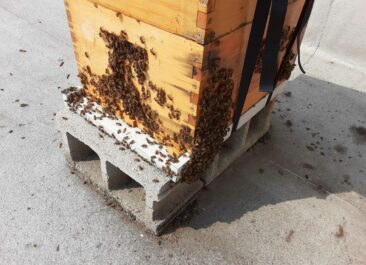Bees bearding on the front of their hive on top of grey cinderblocks
