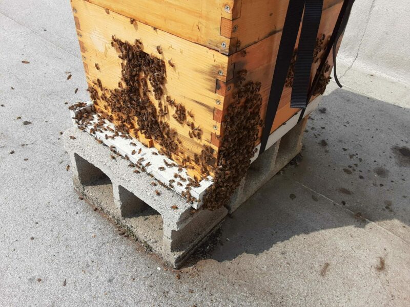 How To Attract A Swarm Of Honey Bees To Your Hive (The Easy Way