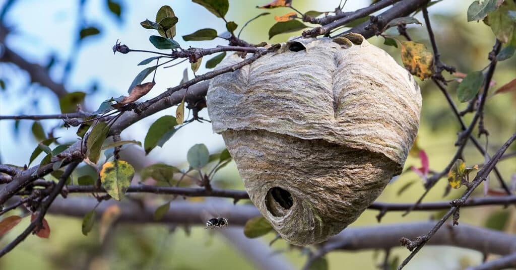 wasp nest in tree hornet nest