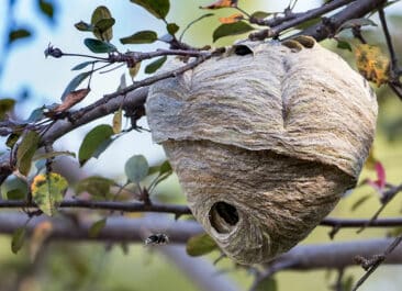 wasp nest in tree hornet nest