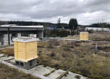 two beehives on a green roof of an urban development