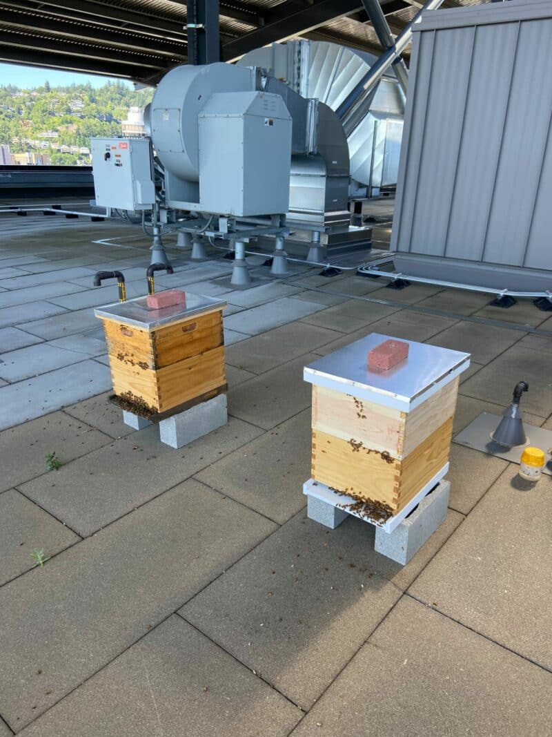 Two beehives at commercial real estate property Edith Green Wendell with bees bearding on their fronts