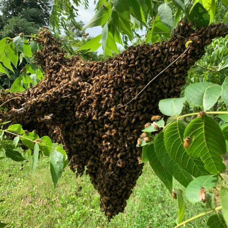 A bee swarm hangs from a tree branch