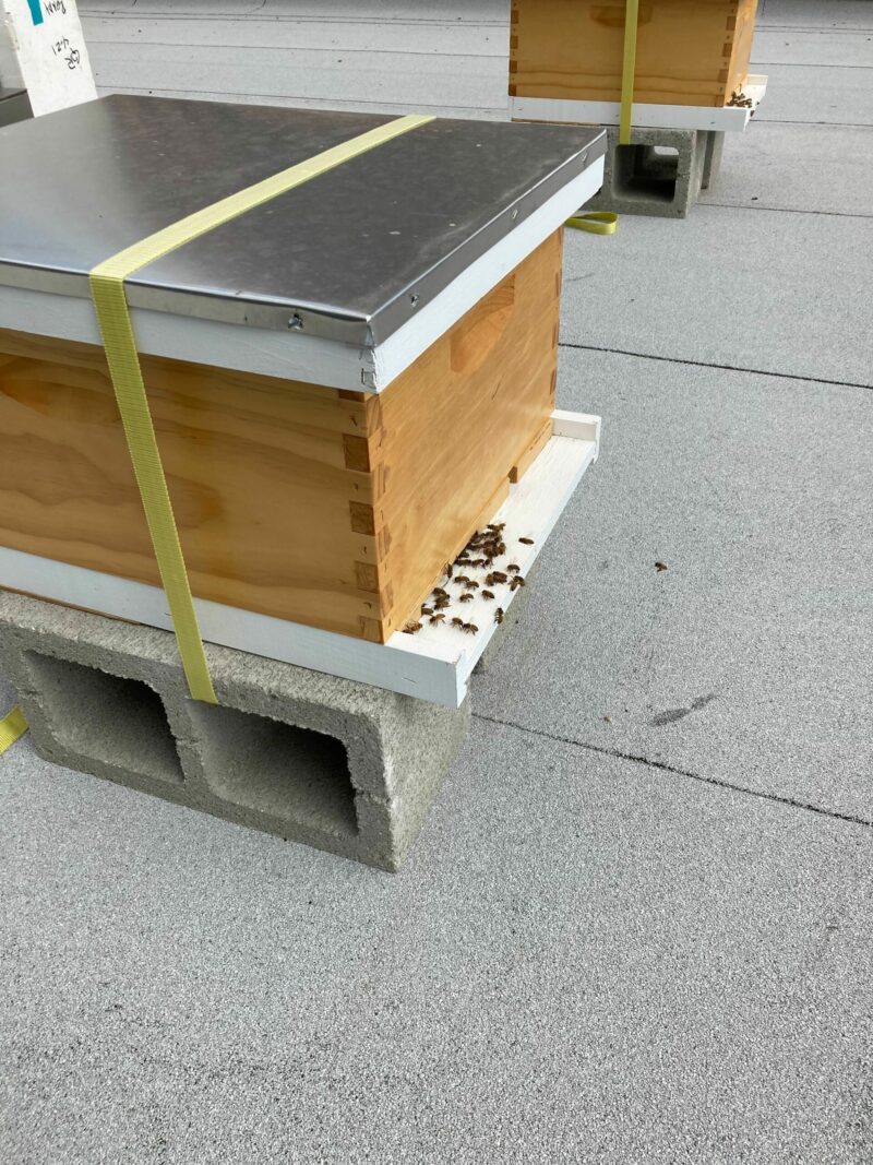 Beehive with small group of bees clustered at the entrance to the hive, example of urban beekeeping