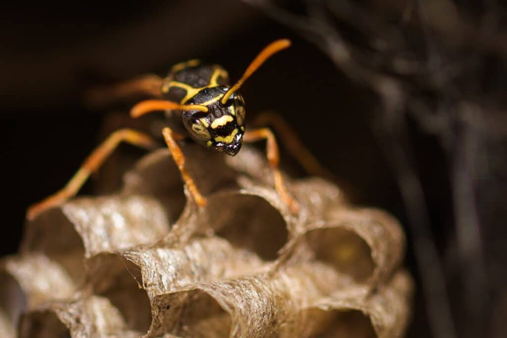 wasp standing on the paper cells of its nest