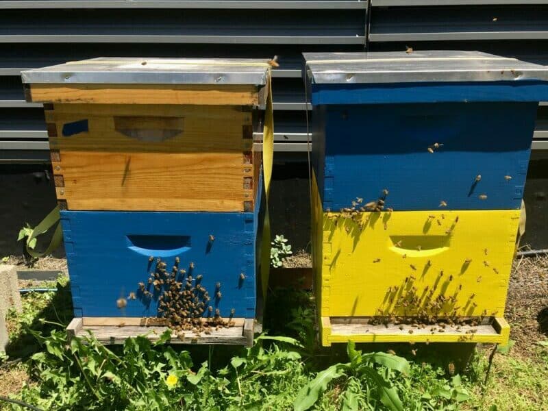 Two beehivevs, painted blue and yellow, sit side-by-side, and bees are flying in a small swarm in front of them