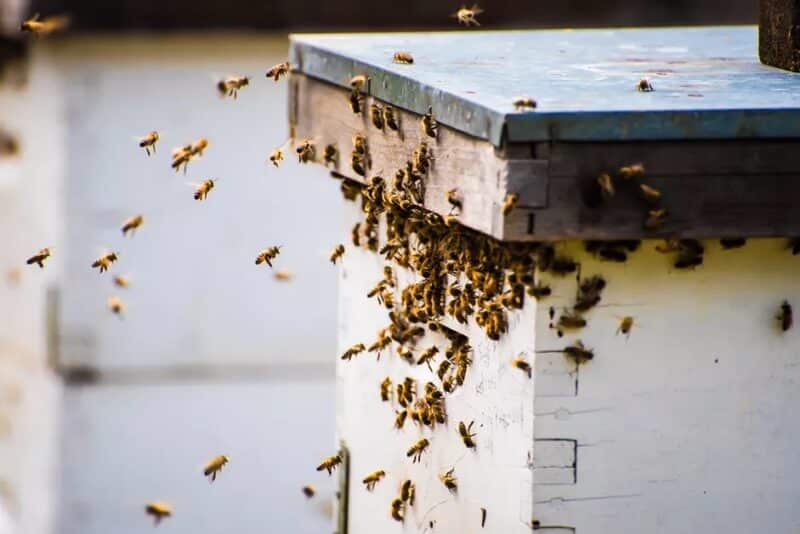 bees flying and crowding around the top of their hive