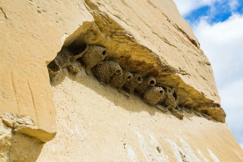 mud wasp nests on the side of a rock face