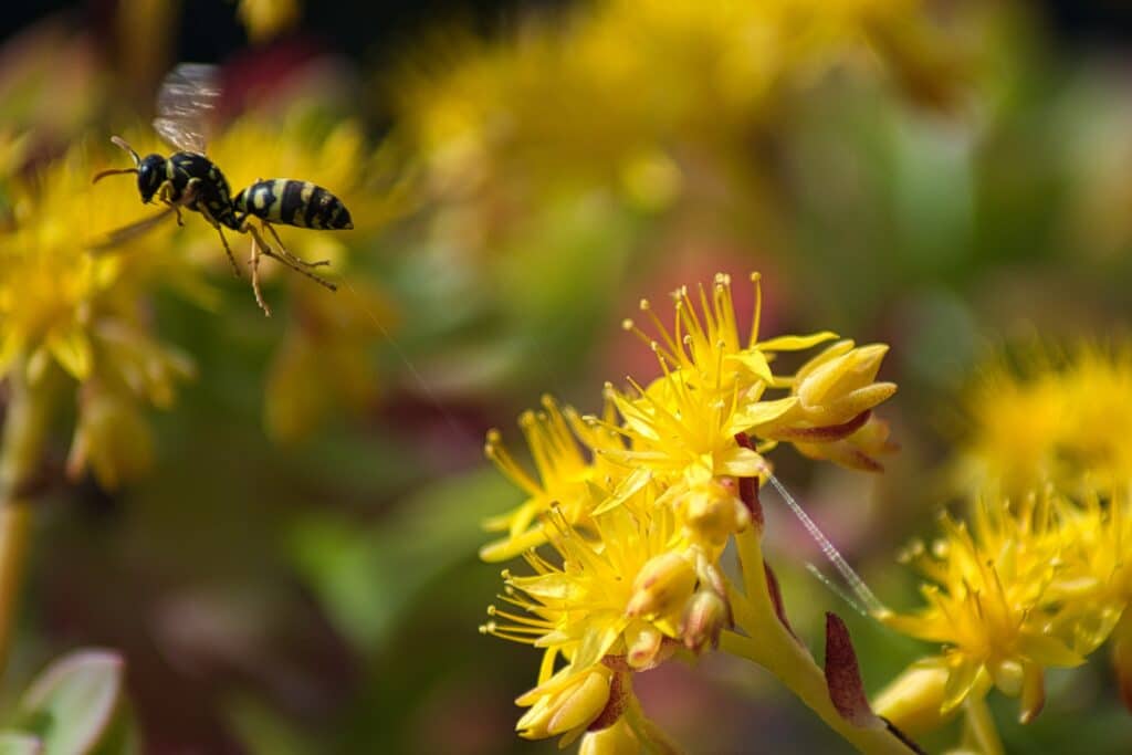 A paper wasp flying away from a yellow flower