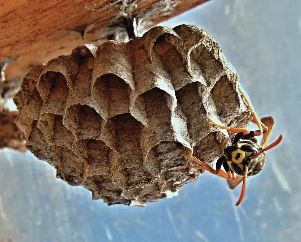 Paper wasp nest with paper wasp hanging out on a hexagonal cell